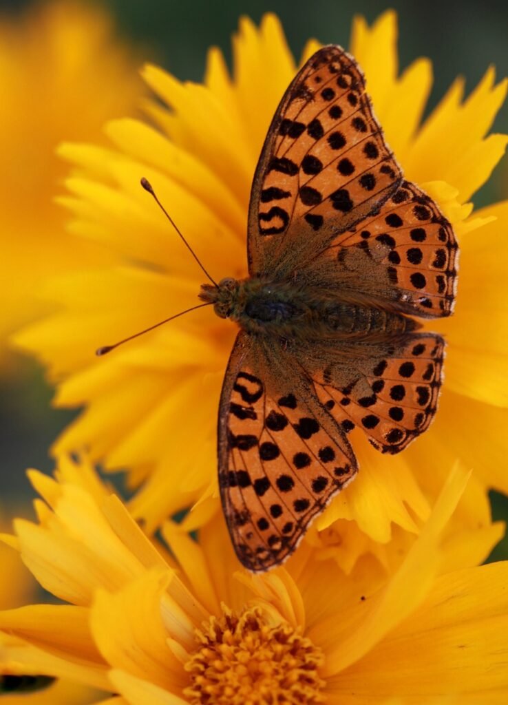 butterfly, flower, pollinate