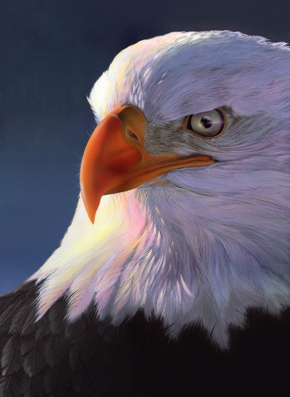 eagle, bird, painting, drawing, nature, art, bald eagle, animal, bird of prey, wildlife, portrait, eagle, eagle, eagle, bald eagle, bald eagle, bald eagle, bald eagle, bald eagle